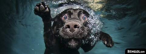 Funny animal videos
