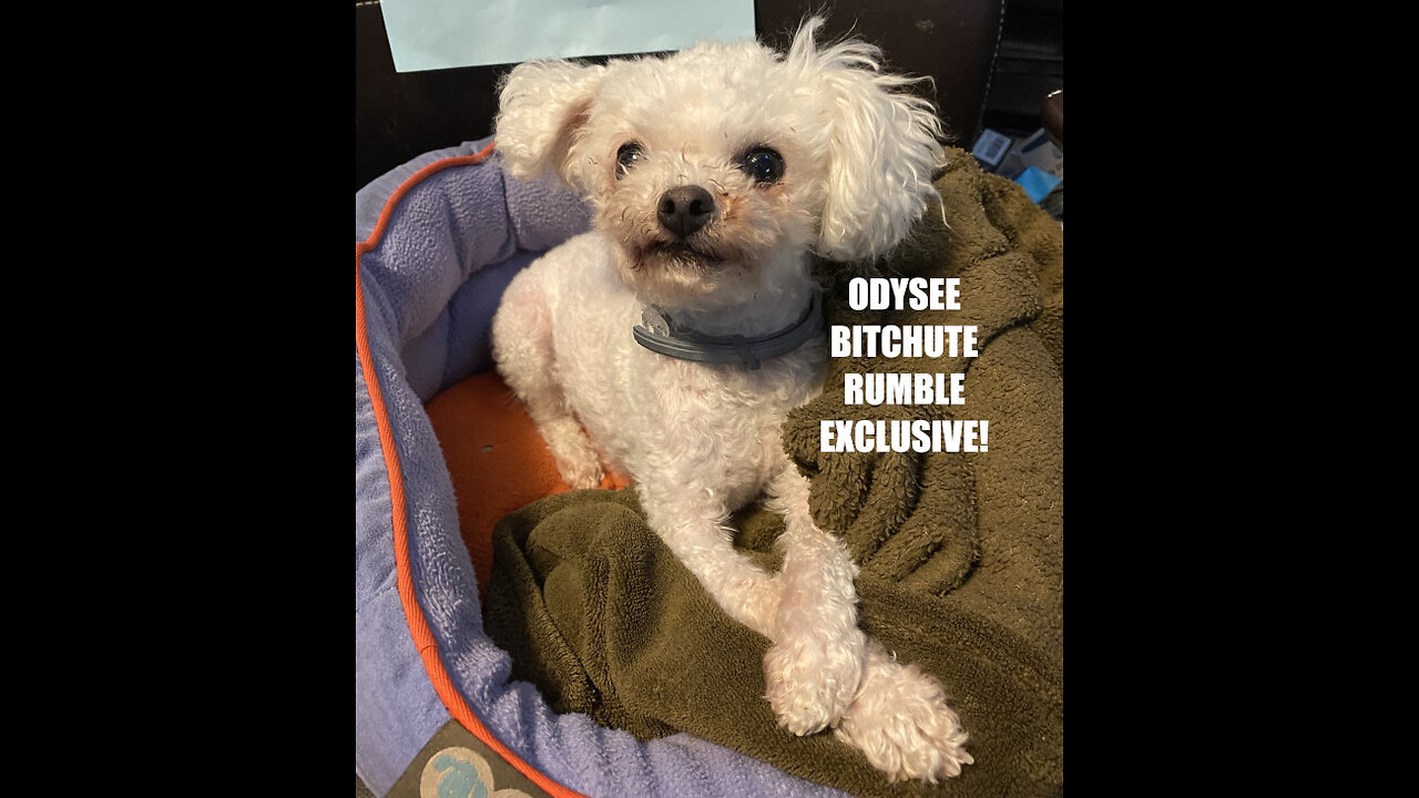 Rumble/Odysee/Bitchute Exclusive Hot Take News Blast! Oct 11th, 2024