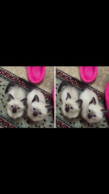 These Siamese Kittens See Their Owner As A Toy
