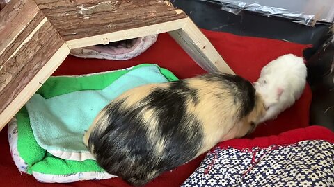 Baby Guinea pig explores her new home