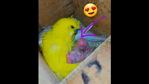 How does a female budgie feed her young