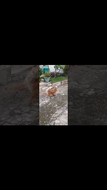 #dogshow , #animals , #dogs , #shorts