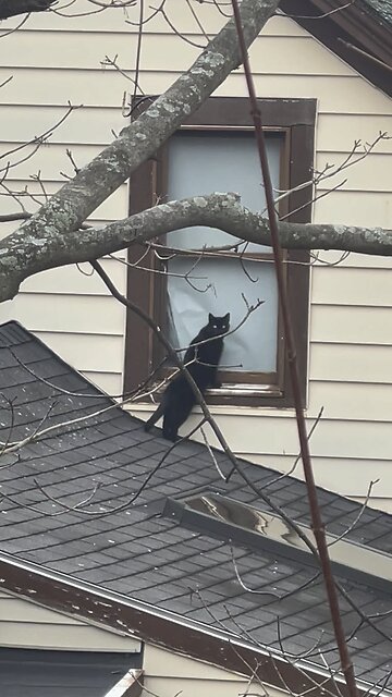 Black Cat Breaking into House