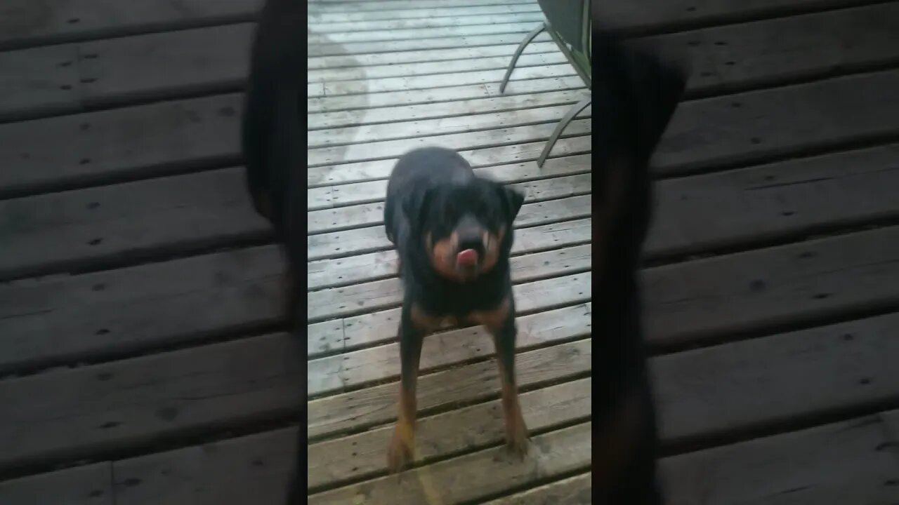 Rottweiler Wants To Play 😄💖 #rottweiler #shorts