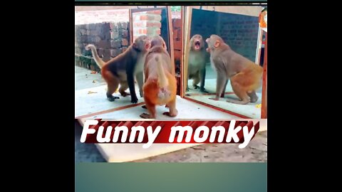 Funny monky