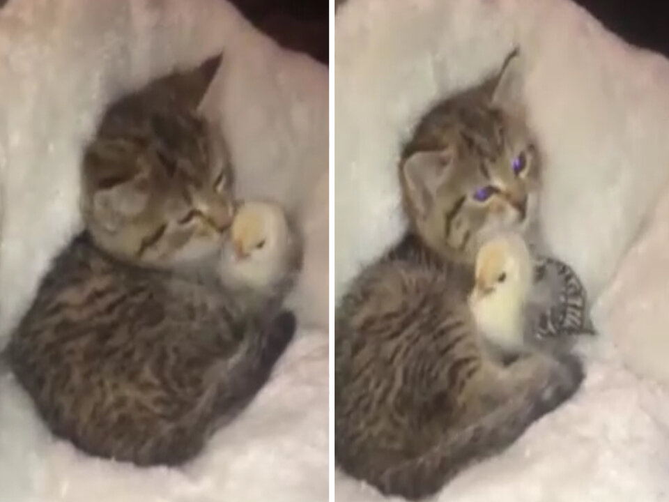 Little Kitten taking care of this chicken.Close bond of Kitty and chicken