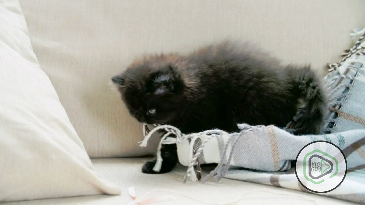 A Pet Kitten Playing With A Blanket In The Sofa