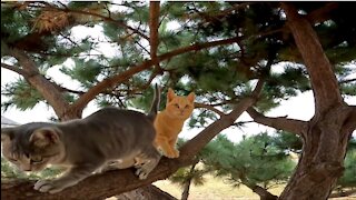 I follow the adventures of the ginger kitten