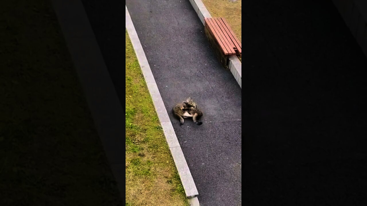 Perkelahian Kucing Yang Sangat Sadis