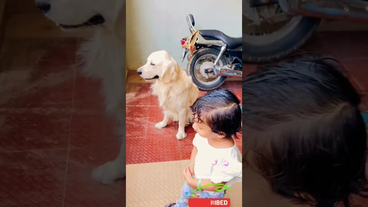 Don’t Fret #goldenretriever #ytshorts #shorts