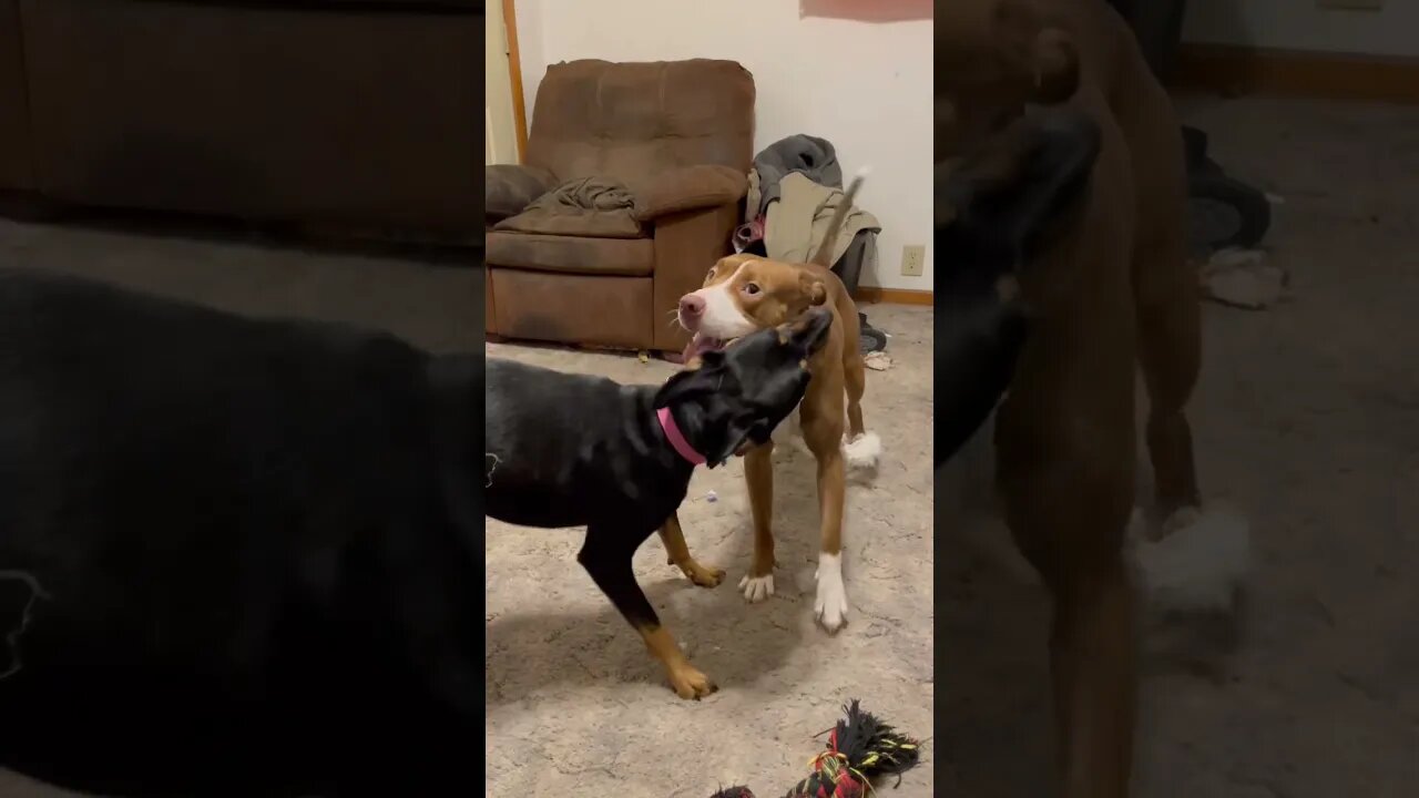 Daisy and Nala playtime.