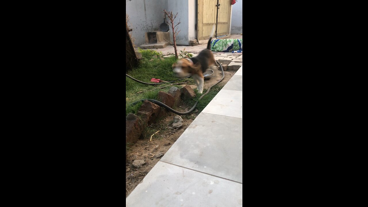 Beagle Playing in the park