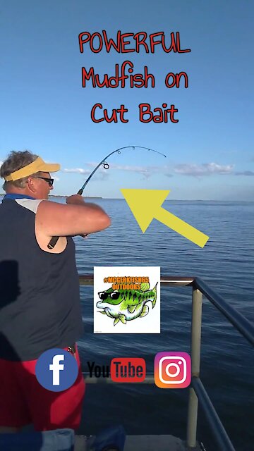 POWERFUL Mudfish on Lake Harris!
