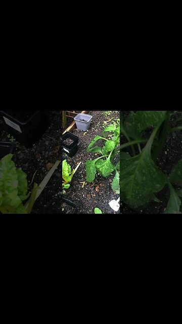 Exponential Tomato Growth