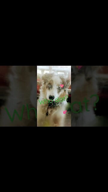 #puppylove with music and text