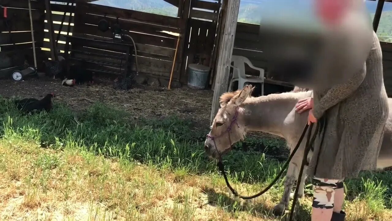New Donkey Gets Attitude Adjustment Training!