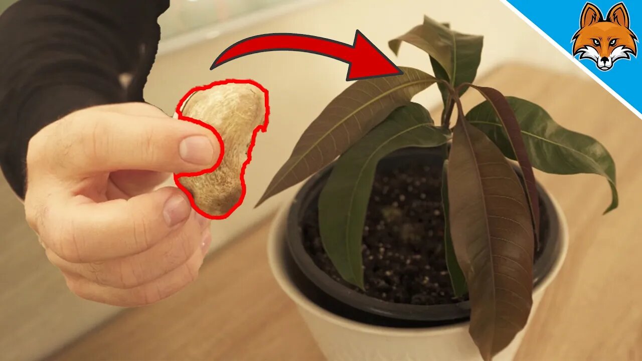 Put a Mango Seed in Soil and WATCH WHAT HAPPENS 💥 (Grow a Mango Tree) 🤯