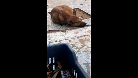 The dog is sleeping