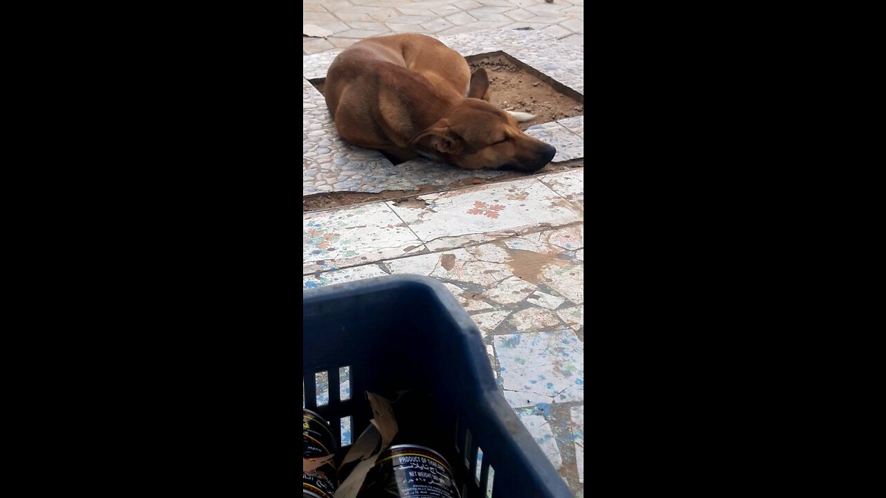 The dog is sleeping