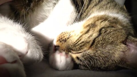 Purring Cat Stretches His Paw