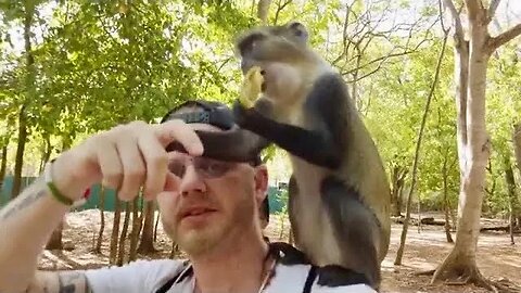 Neighborhood Monkeys of Gede Kenya | Ancient Gede Ruins #malindi #watamu #kenya