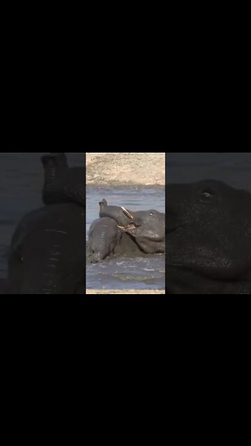 Bathtime For Elephants #shorts