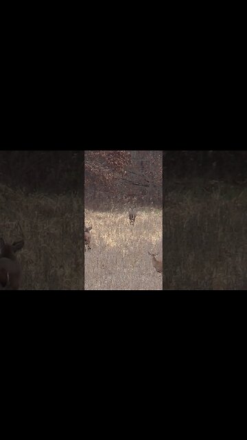 Happy Valentines Day from DDH! #deerhunting #deer #shorts #love #valentinesday