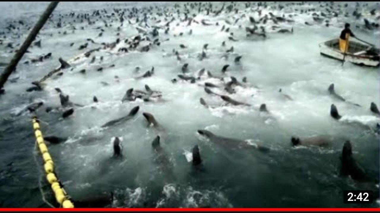 Have you ever seen sea lions break their nets and eat fish?