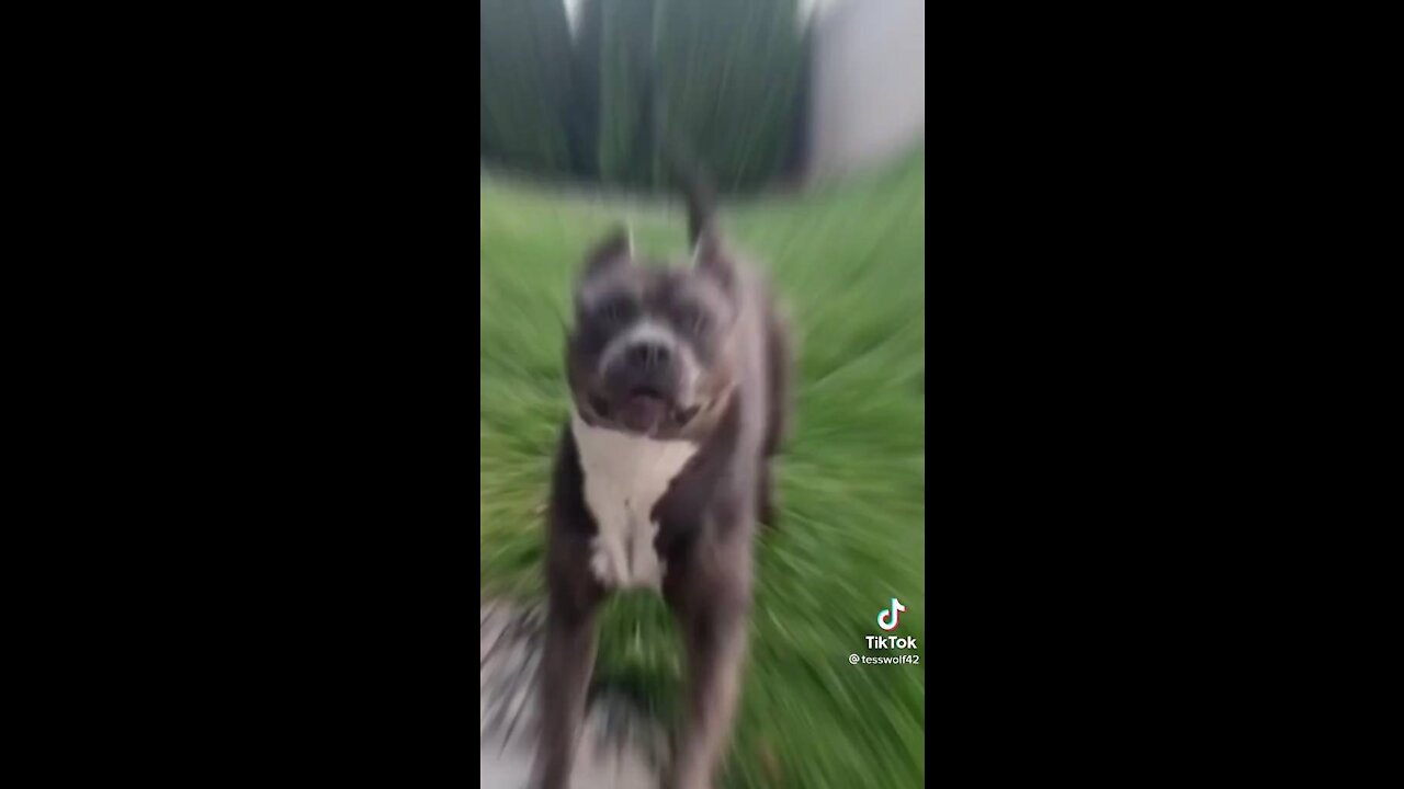 Dog's Transformation tik tok