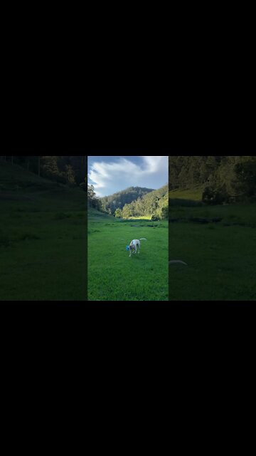 Henry Dog and his Blue Piggy! Listen with sound