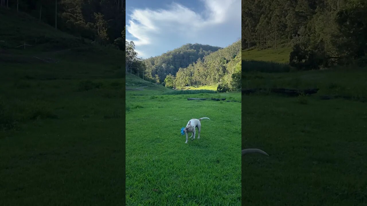 Henry Dog and his Blue Piggy! Listen with sound