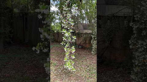 My Pear Tree is Blossoming