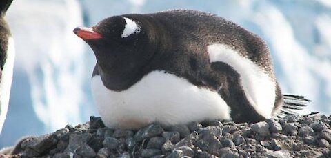 Penguin mothers