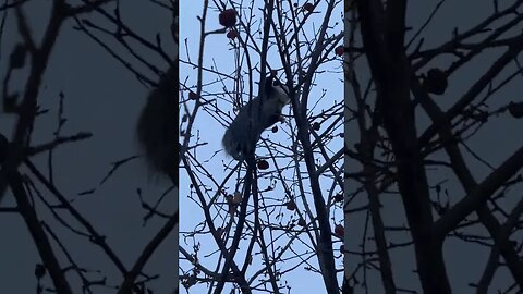 The Possum Up In My Tree Just Dont Care