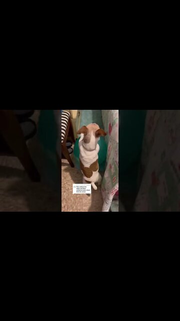 This Dog Is Pure Talent