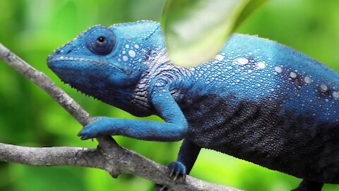 Little chameleon constantly changing color