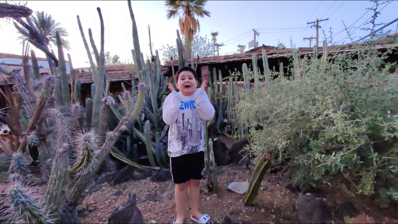 Arizona Cactus Garden Museum Filled With Hidden Treasures