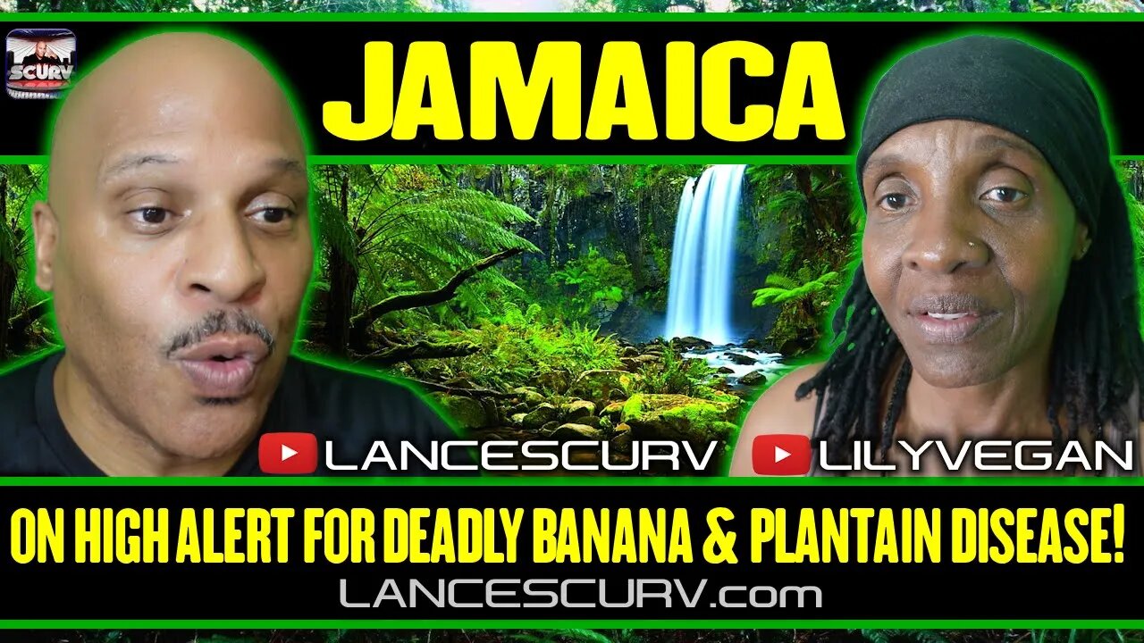 JAMAICA ON HIGH ALERT FOR DEADLY BANANA AND PLANTAIN DISEASE! | LILYVEGAN & LANCESCURV