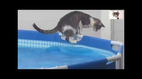 Compilation of videos of funny kittens