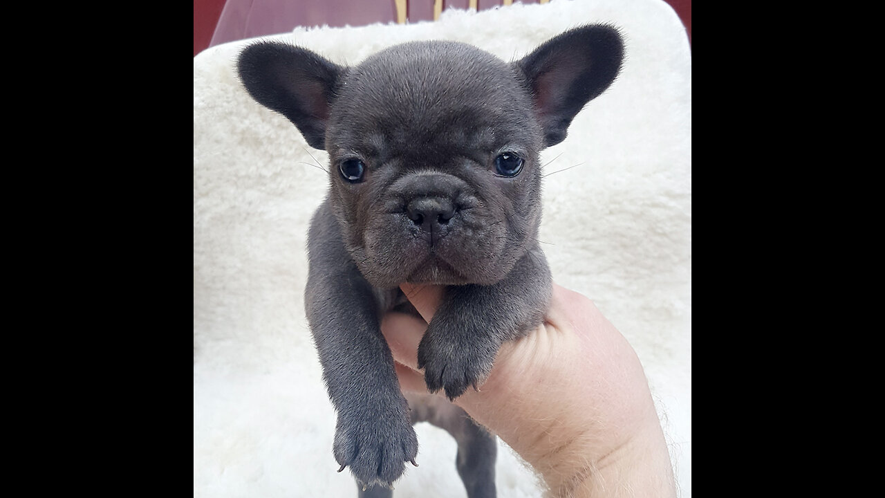 12 Weeks Old French Bulldog Puppy - Blue Boy Bulldog