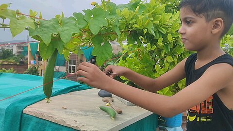 fresh vegitabl on my roof garden