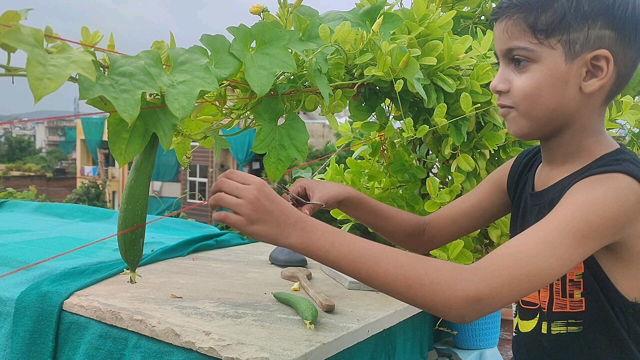 fresh vegitabl on my roof garden