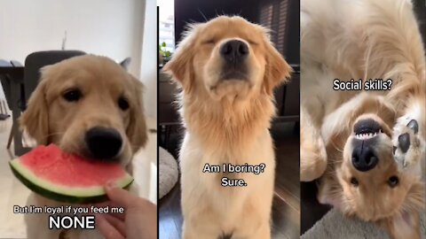 Golden Retriever Eating Watermelon