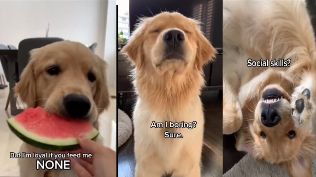 Golden Retriever Eating Watermelon