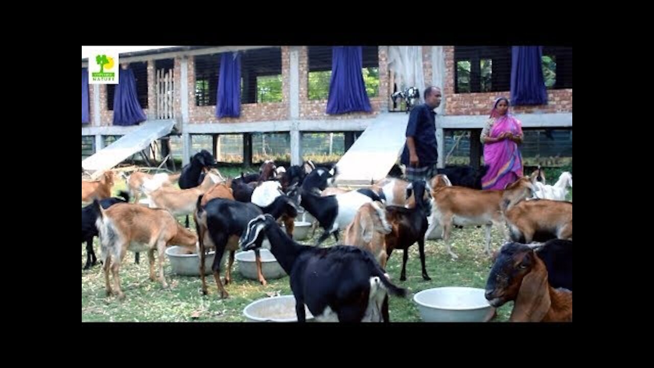 How to Start a Business - Goat Farming Business Ideas with Low Investment and High Profit