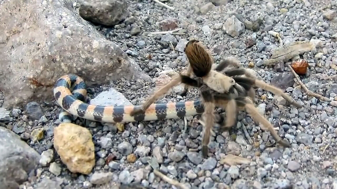 Tarantula VS Snake,What will be reaction when they see each other?