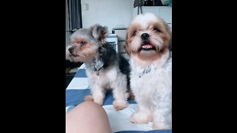 When Shih tzus seem curious