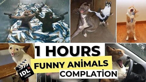 1 Hour Trending Funny Animals video 2023 😅 Funniest Cats and Dogs 😹🐶#funydogcat