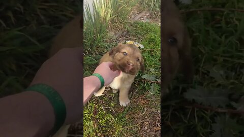 We found a WILD puppy in the mountains of Turkey! #shorts #fyp #puppy