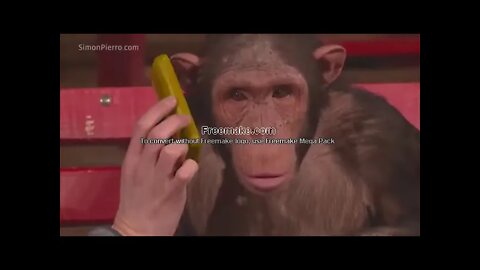 Monkeys react to magic! FUNNY!!